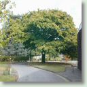 Turkey oak nr new gym (Small).jpg